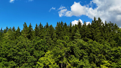 Fototapeta premium coniferous forest landscape spruce Adrspach Czech Republic