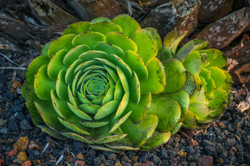 Green rosettes of succulent Aeonium arboreum endemic plant of Canary Islands. Tree aeonium or houseleek or Irish rose. Aeonium arboreum, typical plant in Canary Islands, Spain, Europe.