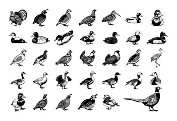 Bird icon collection vector – 36 game birds and waterfowl silhouettes set, monochrome engraving illustration isolated