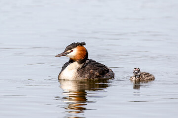 Grebe with Chicks