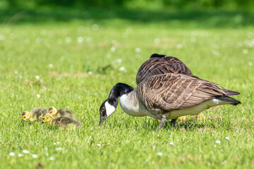 Canada Geese and Goslings