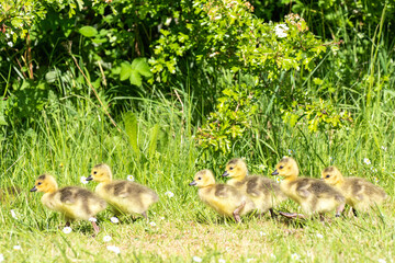 Canada Geese Goslings