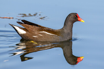 Moorhen Reflection