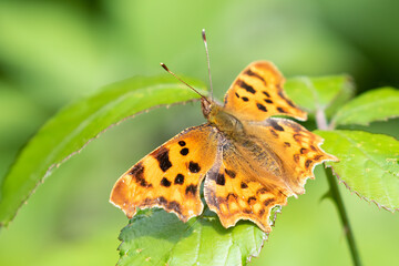 Comma Butterfly