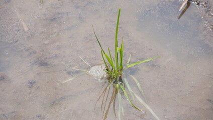 newly planted rice seeds in the rice fields