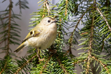 Goldcrest Perched