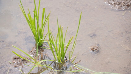 newly planted rice seeds in the rice fields
