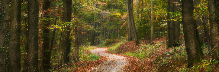 Woodland hiking path in autumn with soft light. Panoramic  scenic landscape with tranquil fall colors.