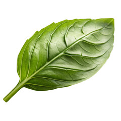 Obraz premium Single vibrant green basil leaf isolated on black background