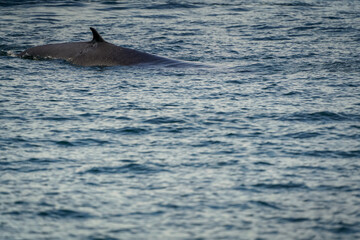 Naklejka premium the whale in the sea with dramatic tone