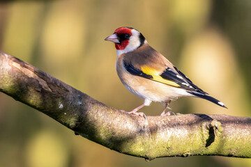 Goldfinch Perched on Branch