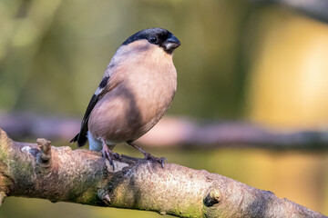 Female Bullfinch Perched on Branch
