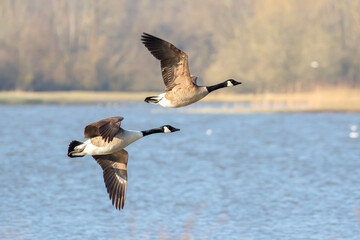 Canada Geese in Flight