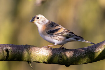 Female Brambling Perched