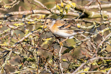Female Brambling Perched