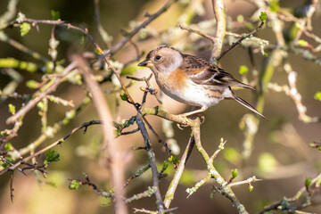 Female Brambling Perched