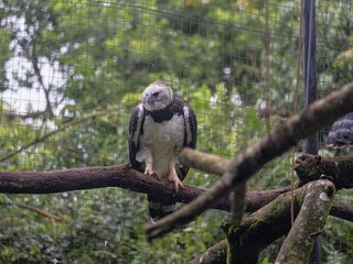 Brazil, Harpy Eagle Harpia harpyja, inhabits the tropical forests of South and Central America, especially the Amazon.