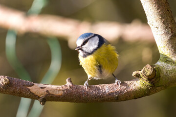 Blue Tit Perching on Branch