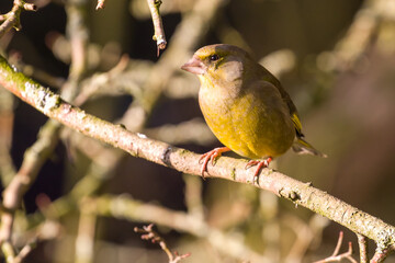 Greenfinch Perching on Branch