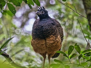 Brazil. Female Bare-faced Curassow, Crax fasciolata, standing on branches and looking around.