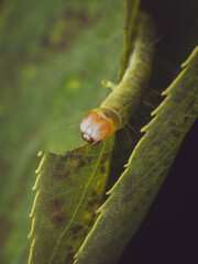 A Light Brown Apple Moth caterpillar, feeding on a leaf (Epiphyas postvittana)