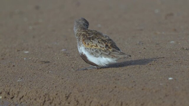 Close-up of a dunlin (Calidris alpina). The bird sits on the sandy bank. Slow motion.
