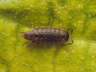 A common striped woodlouse on a leaf (Philoscia muscorum)