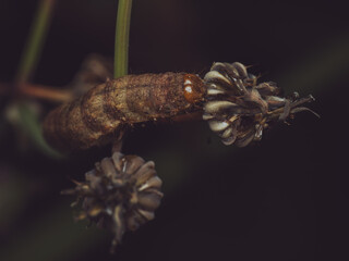 Large Yellow Underwing moth caterpillar on a seed head (Noctua pronuba)