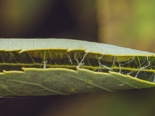 A Light Brown Apple Moth, known for its 