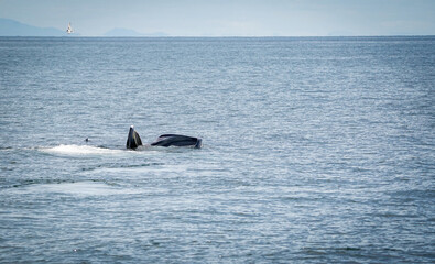 the bryde's whale in the nature with dramatic tone © popp_photolia