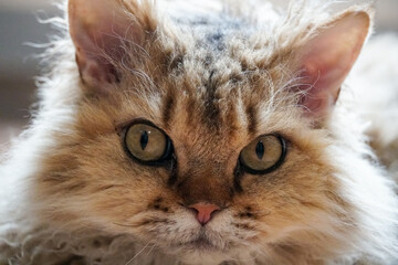 Close-up of a Selkirk Rex, 2 years old, looking at camera