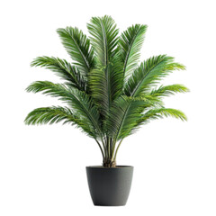 Obraz premium palm tree isolated on white