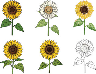 Hand-drawn sunflower illustrations, colorful and black-and-white flower art, botanical sketch, nature design, floral decoration, vintage, clipart, print-ready