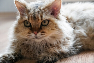 Relaxed orange tabby selkirk rex cat lying on the floor