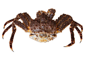 Close-up of a raw spiny king crab with detailed shell and claws, isolated on white background, ideal for seafood concepts