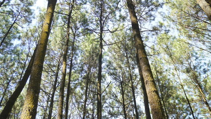 Obraz premium pine forest in the morning