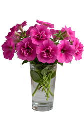 Obraz premium Isolated Transparent Vase of Pink Petunia Flowers on Black Background