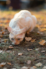 cat on the ground