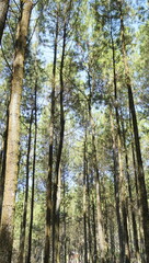 Fototapeta premium pine forest in the morning