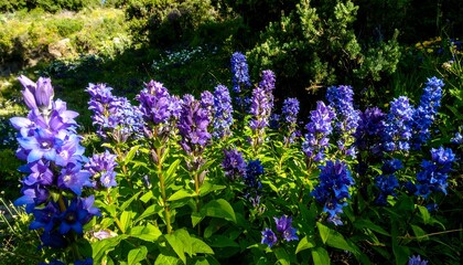 Obraz premium Vibrant purple wildflowers in a sunny meadow