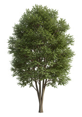 Isolated Tree Photo with Lush Green Foliage against Transparent Background