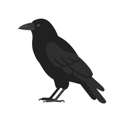 A detailed illustration of a black crow standing on a white background showcasing its sleek feathers and sharp beak