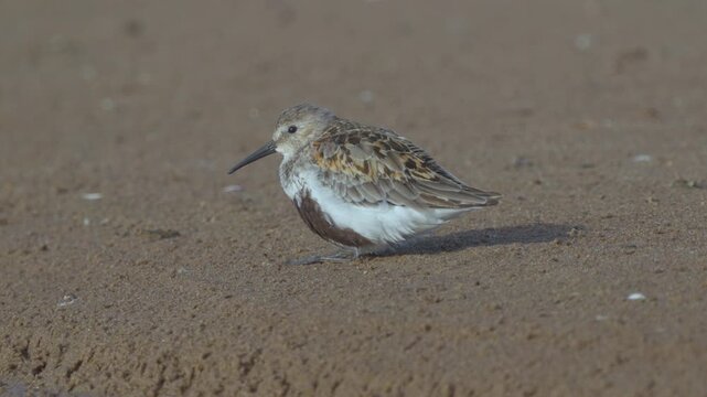 Close-up of a dunlin (Calidris alpina). The bird sits on the sandy bank. Slow motion.
