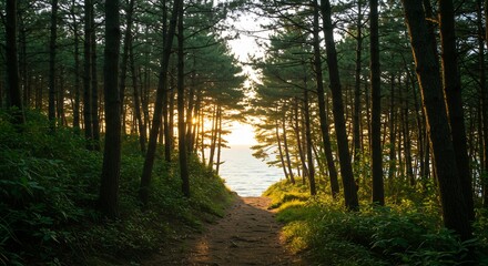 Obraz premium 夕日輝く松林の小道 海へ続く神秘的な光. AI Generated