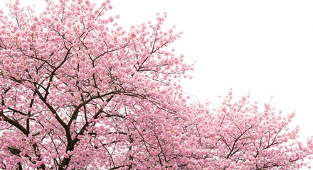 Obraz premium 淡いピンクの桜並木 春の柔らかな光輝く (Awai pinku no sakura namiki haru no yawarakana hikari kagayaku) Translation: Pale pink cherry blossom trees, soft spring light shining.. AI Generated