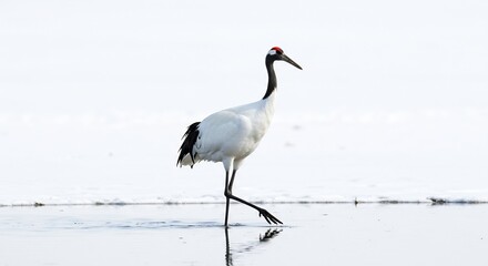 Obraz premium 白鳥優雅に水面歩く冬景色 静かな光. AI Generated