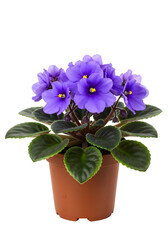 Isolated Violet Plant In Brown Pot With Green Leaves and Purple Blooms