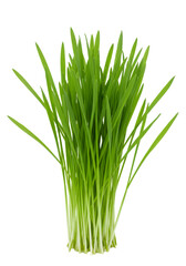 Isolated Wheatgrass Plant Against A Transparent Background Photo