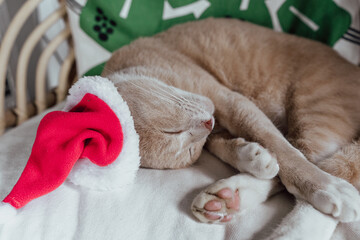 Cute Cat Sleeping on Cushion Wearing Santa Hat at home