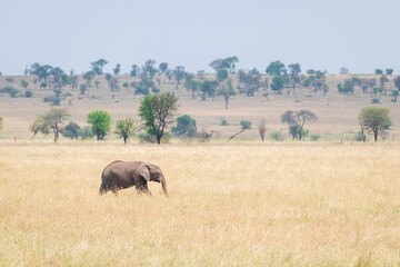 Fototapeta premium A single Elephant makes it way across the sun beaten landscape of the Serengeti, Tanzania, east Africa